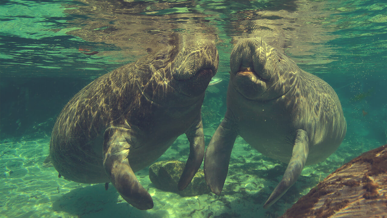 two manatees breach the surface of shallow water in order catch a breath - Manatee Mineral Springs Park is a hidden gem near Parrish Florida
